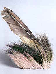 Porcupine Hair Roach